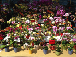Hong Kong Flower Show